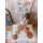 Chimpytoys Kinder Stapelturm 8 Stk. Holz